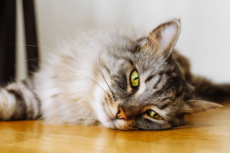 sleeping cute domestic cat