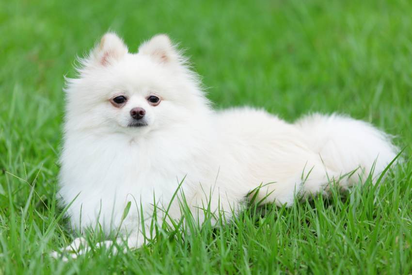 white pomeranian dog